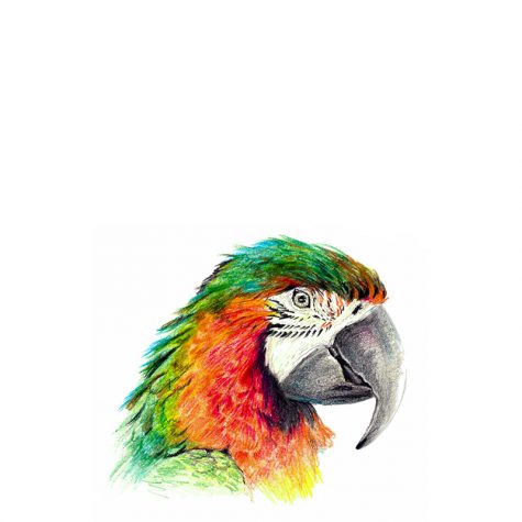 Colouring Pencils
