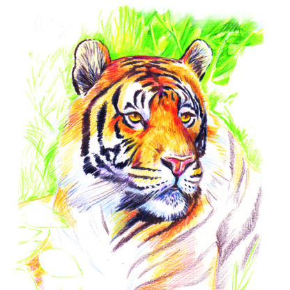 Premium Assorted Colouring Pencils, Pack of 12 - Image 3