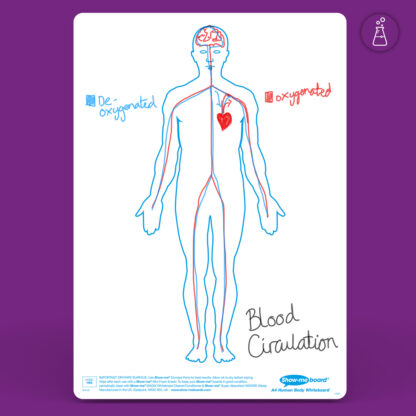 A4 Human Body Drywipe Boards - Image 2