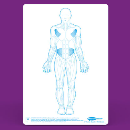 A4 Human Muscle Drywipe Boards