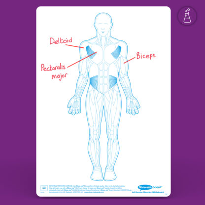 A4 Human Muscle Drywipe Boards - Image 2
