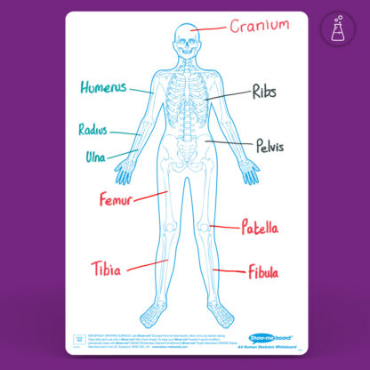 A4 Human Skeleton Drywipe Boards