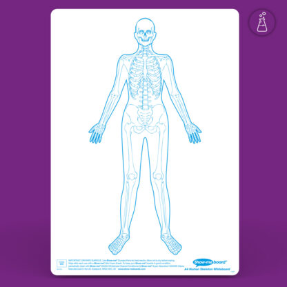 A4 Human Skeleton Drywipe Boards - Image 2