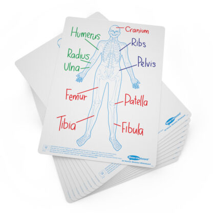 A4 Human Skeleton Drywipe Boards - Image 3